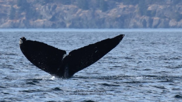 CS70. Photo credit: Heather MacIntyre. 2015.