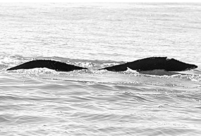 CS155. Photo credit: Jim Darling. 2006.