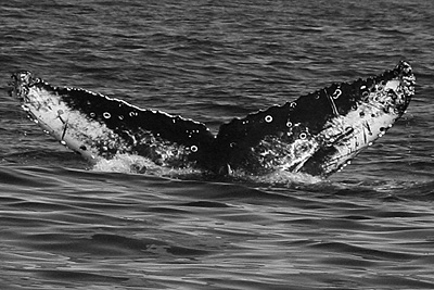 CS259. Photo credit: Strawberry Isle Research, 2008.