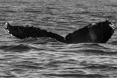 CS278. Photo credit: Strawberry Isle Research, 2008.