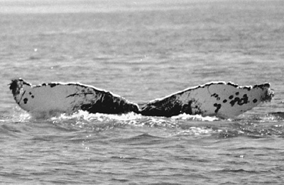 CS28. Photo credit: Jim Darling. 1998.