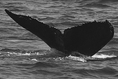 CS285. Photo credit: Strawberry Isle Research, 2008.