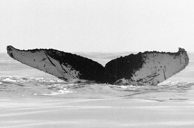 CS29. Photo credit: Leigh Hilbert. 1998.