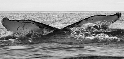 CS339. Photo credit: Jim Darling, 2009.