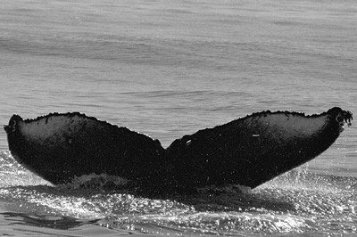 CS45. Photo credit: Jim Darling. 1999.
