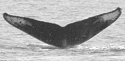 CS50. Photo credit: Chantelle Tucker (Prince of Whales), 2006.