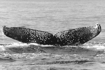 CS58. Photo credit: Jim Darling. 1995.