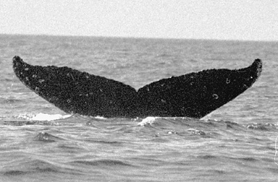 CS64. Photo credit: Jim Darling. 2000.