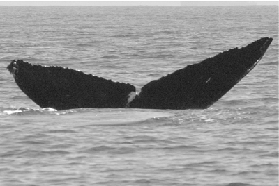 CS70. Photo credit: Mark Malleson (Prince of Whales Whalewatching, Victoria, BC). 2005.