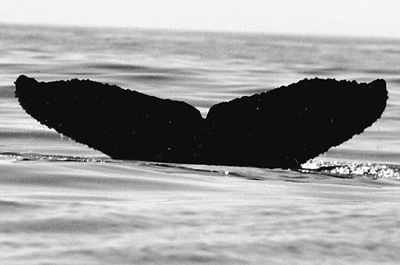 CS86. Photo credit: Leigh Hilbert. 1998.