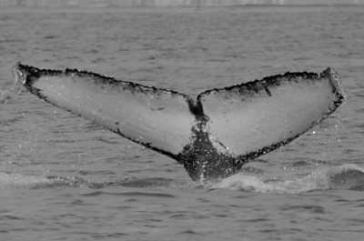 CS88. Photo credit: Jason Feaver. 2005.