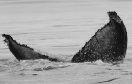Heathcliff. Photo credit: Alethea Leddy, 2015.