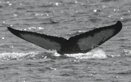 MMZ0004. Photo credit: Alethea Leddy, 2015.