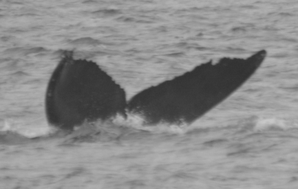 BCX1057. Photo credit: Alethea Leddy, 2015.