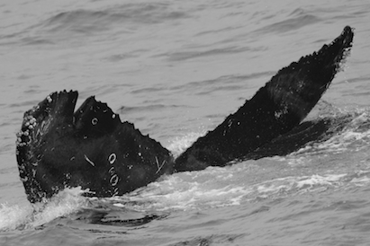 CS134 BCX1068 Split Fluke A Leddy 22-Jun-2015
