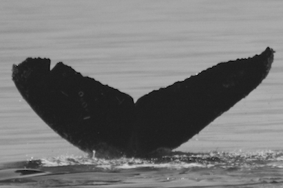 CS134 BCX1068. Photo credit: Alethea Leddy, 2015.