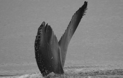 CS134 BCX1068. Photo credit: Alethea Leddy, 2015.