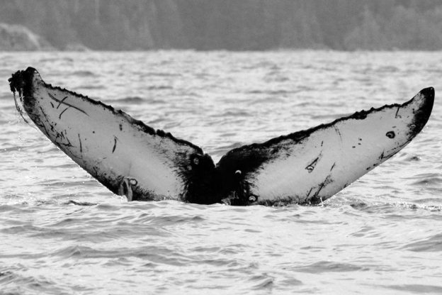 CSG657. Photo credit Wendy Szaniszlo, June 8, 2016.