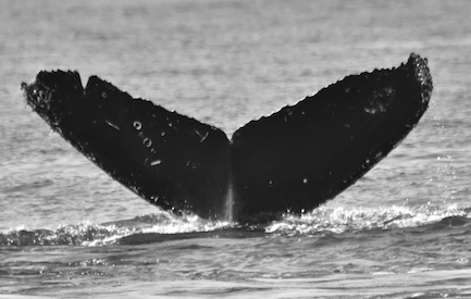 CS134 BCX1068. Photo credit: Alethea Leddy, 2016.
