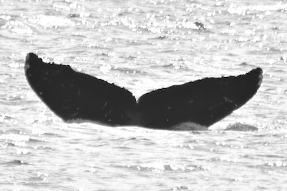 MMY0006. Photo credit: Alethea Leddy, 2016.
