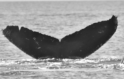 CS134 BCX1068. Photo credit: Alethea Leddy, 2016.