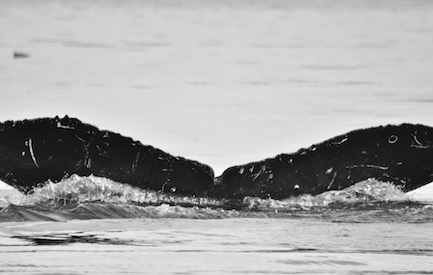 Stitch. Photo credit: Alethea Leddy, 2016.