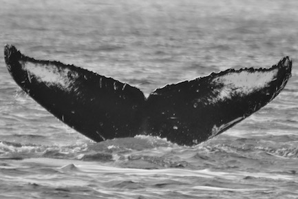 Hydra. Photo credit: Alethea Leddy, 2016.