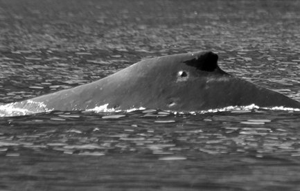 CS535 left dorsal. Photo credit: Mack Bartlett, 2018.