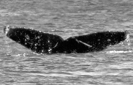CS658. Photo credit: Mark Sawyer, Jamie's Whaling Station, 2019.