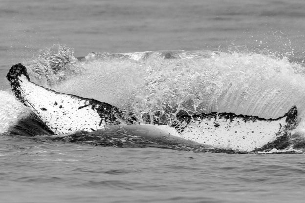 CS617. Photo credit: Mark Sawyer, Jamie's Whaling Station, 2019.
