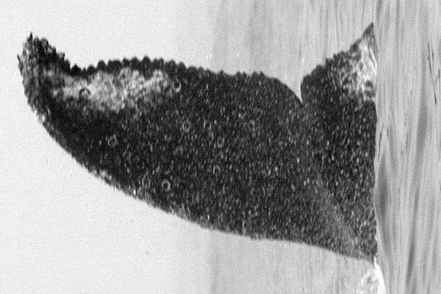 CS660. Photo credit: Mark Sawyer, Jamie's Whaling Station, 2019.