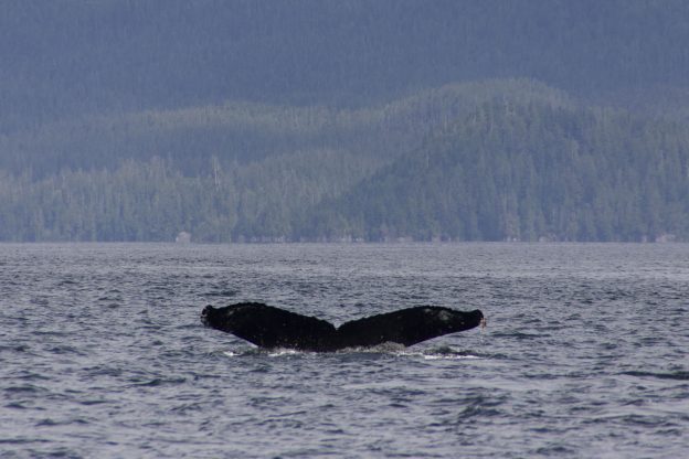 CS274. Photo credit: Ashley Hoyland, Jamie's Whaling Station, 2019.