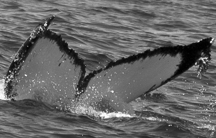 CS535. Photo credit: Karyssa Arnett, Jamie's Whaling Station, 2019.